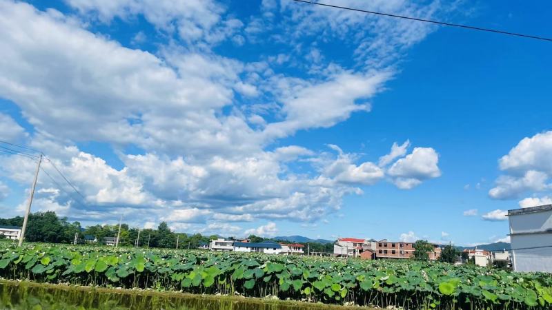 新鲜荷花新鲜荷叶新鲜莲蓬大量供应发货全国各地