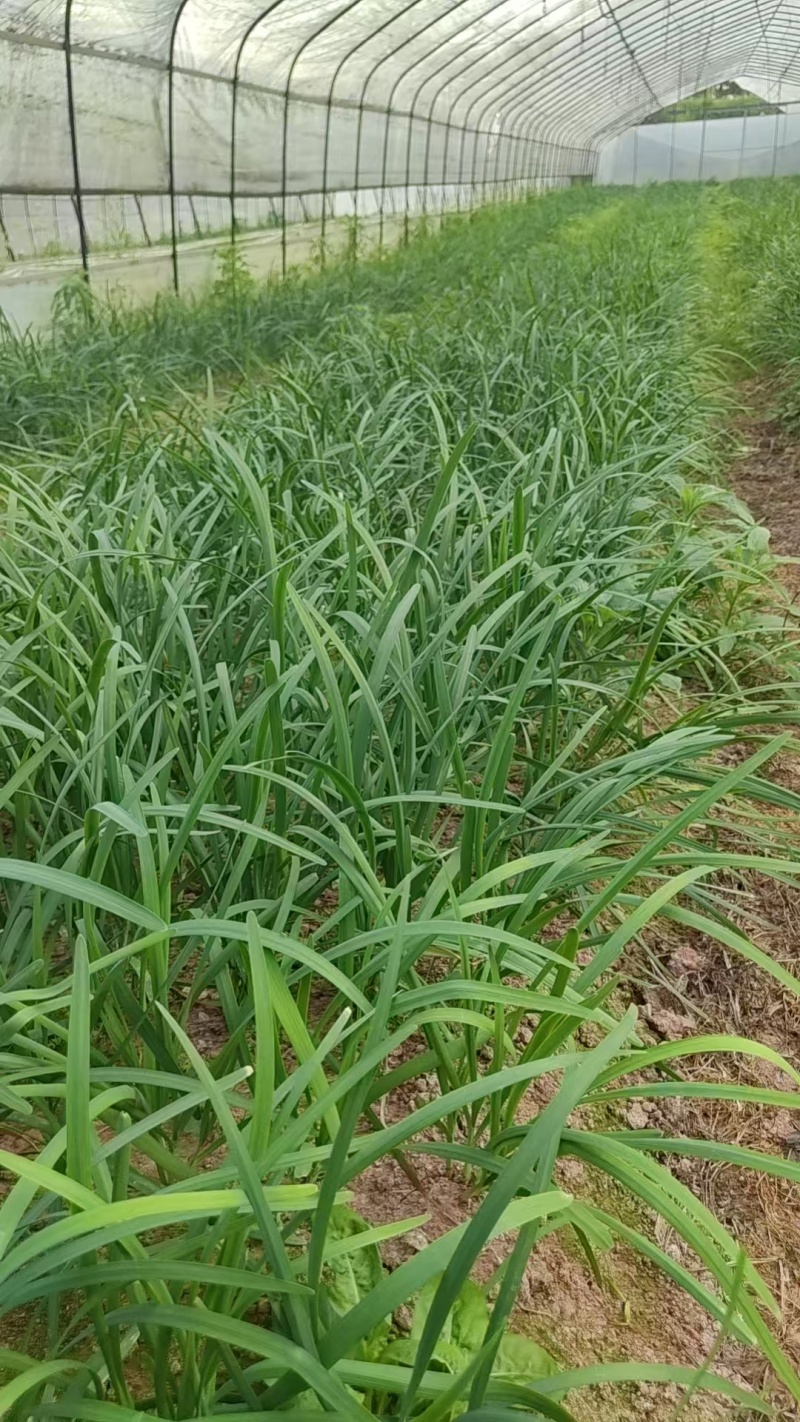 香韭菜