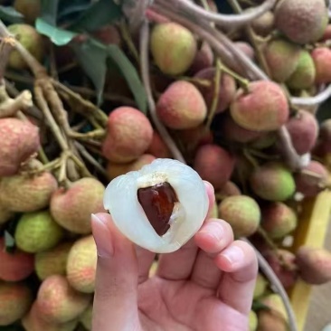 荔枝三月红新鲜采摘