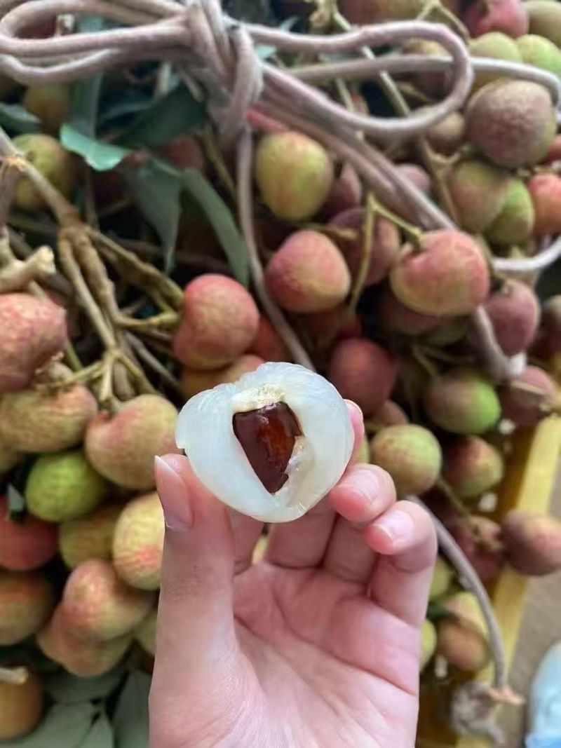 荔枝三月红新鲜采摘