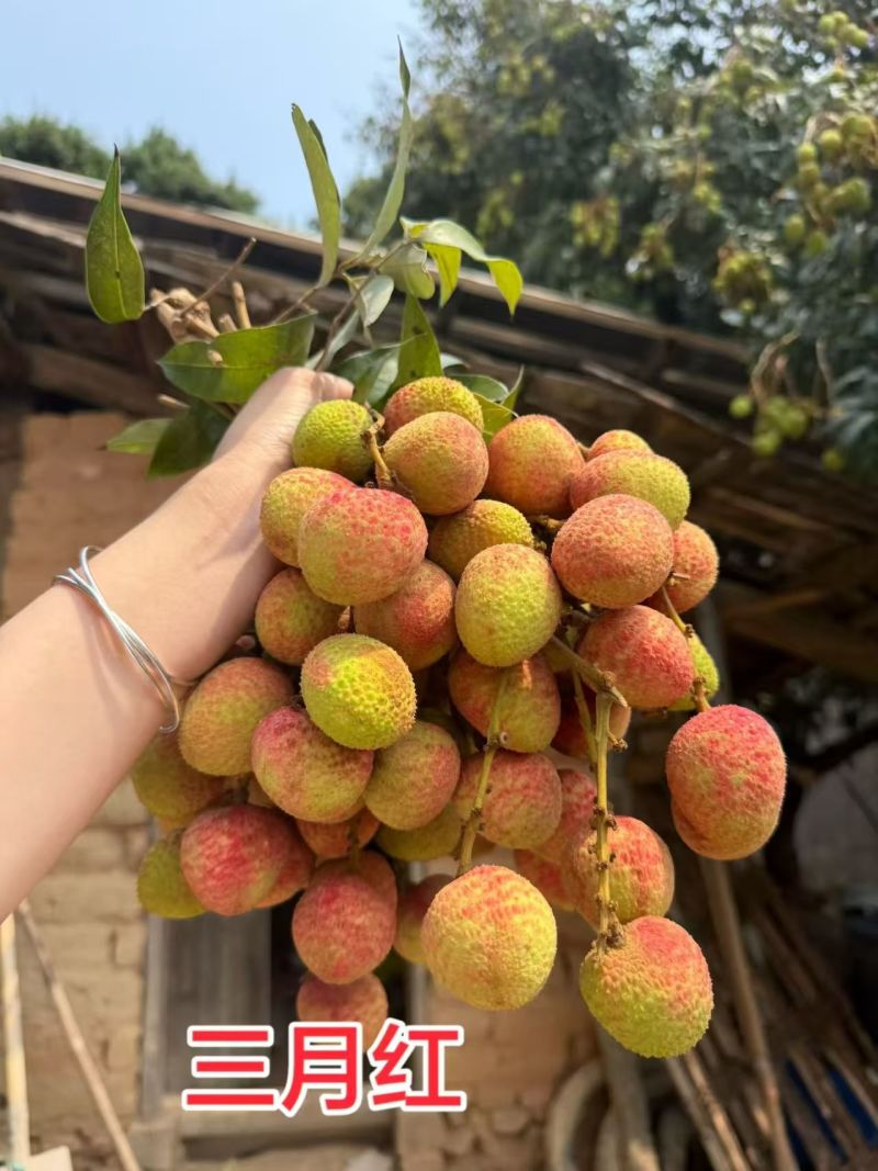 荔枝三月红新鲜采摘