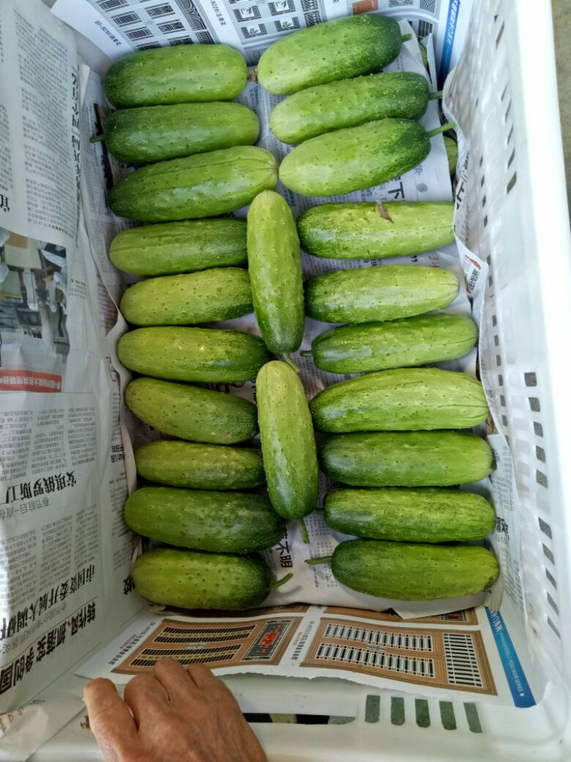 水果黄瓜精品黄瓜18公分以下鲜花带刺产地直发