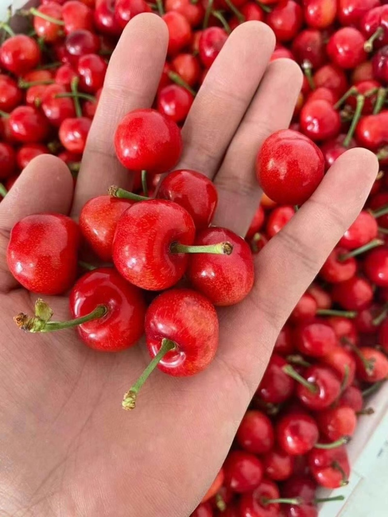 美早品质保证基地直发量大从优全国发货欢迎来电洽谈