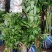 正宗重瓣千层芍药，花瓣层层叠叠，花大色艳，花型饱满大气。