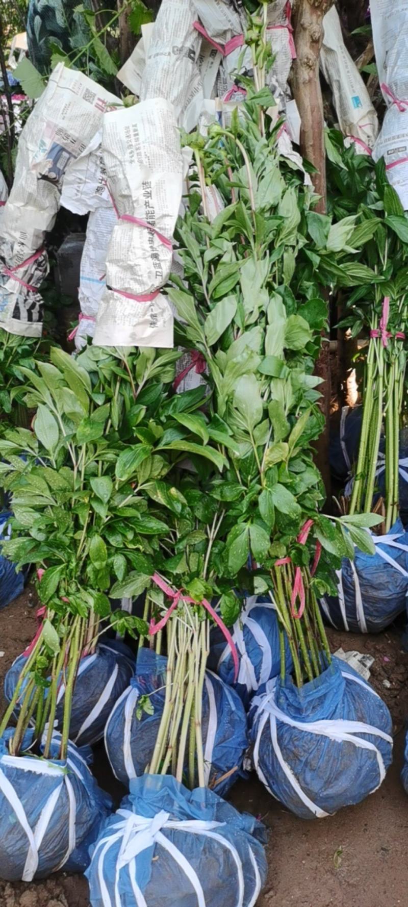 正宗重瓣千层芍药，花瓣层层叠叠，花大色艳，花型饱满大气。