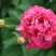 正宗重瓣千层芍药，花瓣层层叠叠，花大色艳，花型饱满大气。