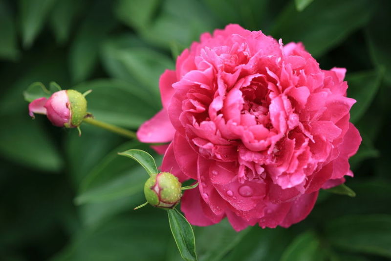 正宗重瓣千层芍药，花瓣层层叠叠，花大色艳，花型饱满大气。