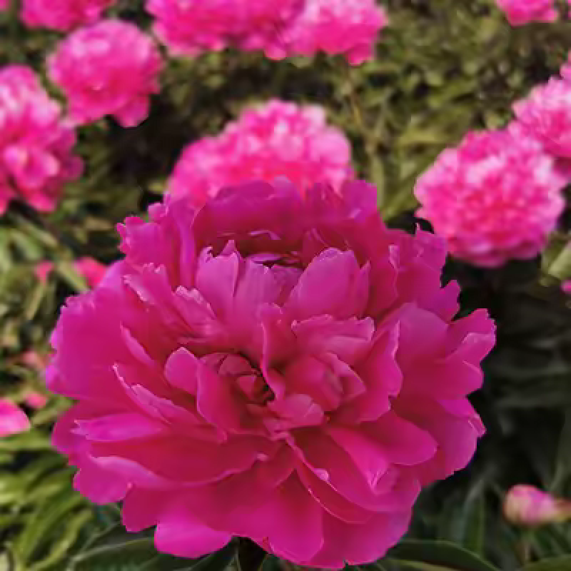 正宗重瓣千层芍药，花瓣层层叠叠，花大色艳，花型饱满大气。