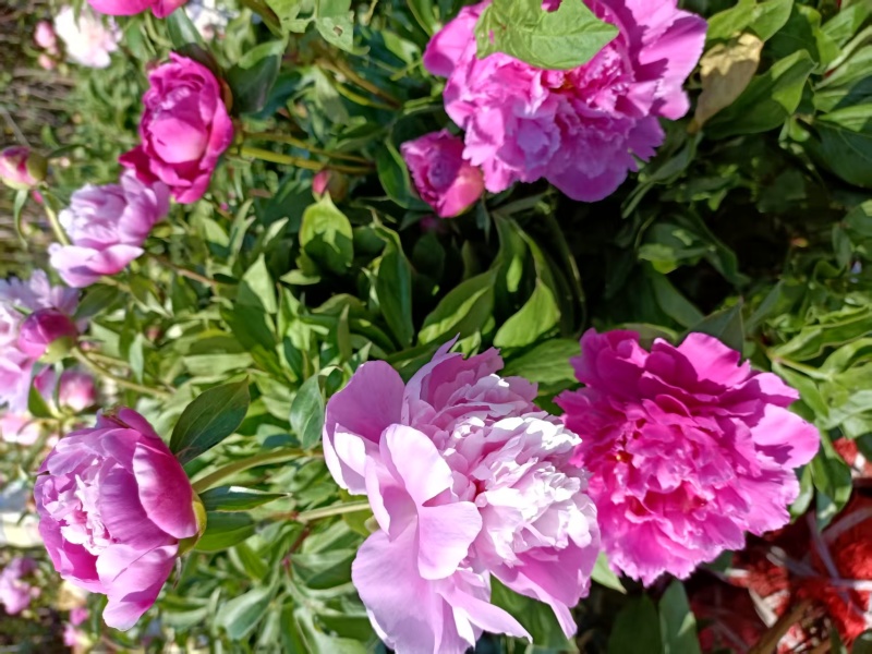 正宗重瓣千层芍药，花瓣层层叠叠，花大色艳，花型饱满大气。