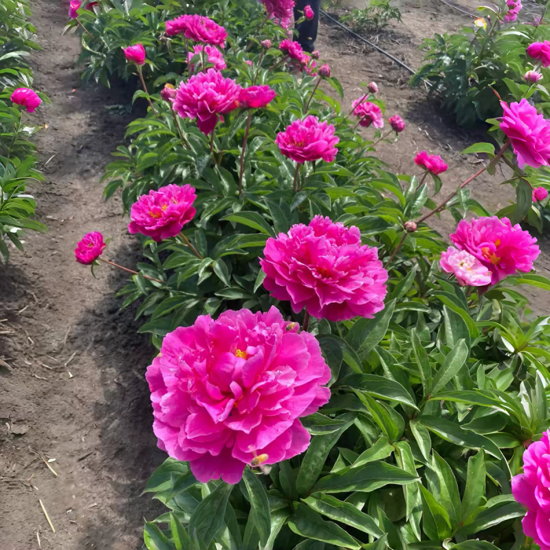 正宗重瓣千层芍药，花瓣层层叠叠，花大色艳，花型饱满大气。