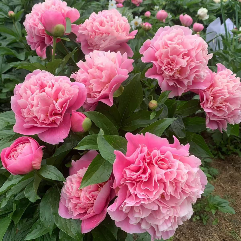 正宗重瓣千层芍药，花瓣层层叠叠，花大色艳，花型饱满大气。
