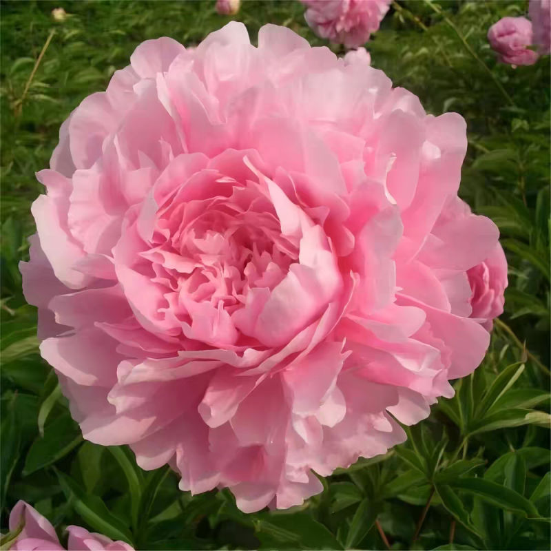 正宗重瓣千层芍药，花瓣层层叠叠，花大色艳，花型饱满大气。