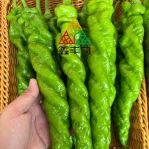 螺丝椒保证质量唐山滦南