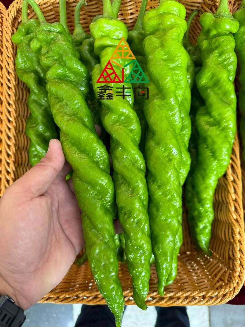 螺丝椒保证质量唐山滦南