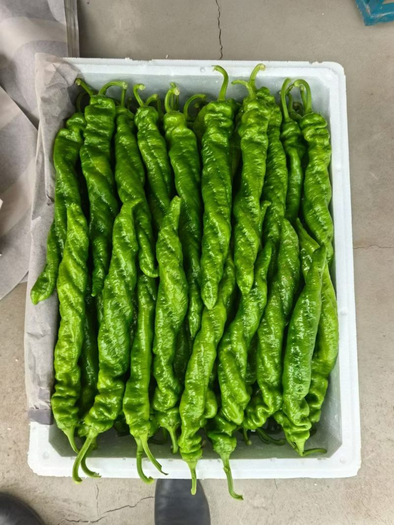 螺丝椒保证质量唐山滦南