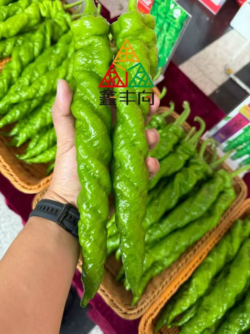 螺丝椒保证质量唐山滦南