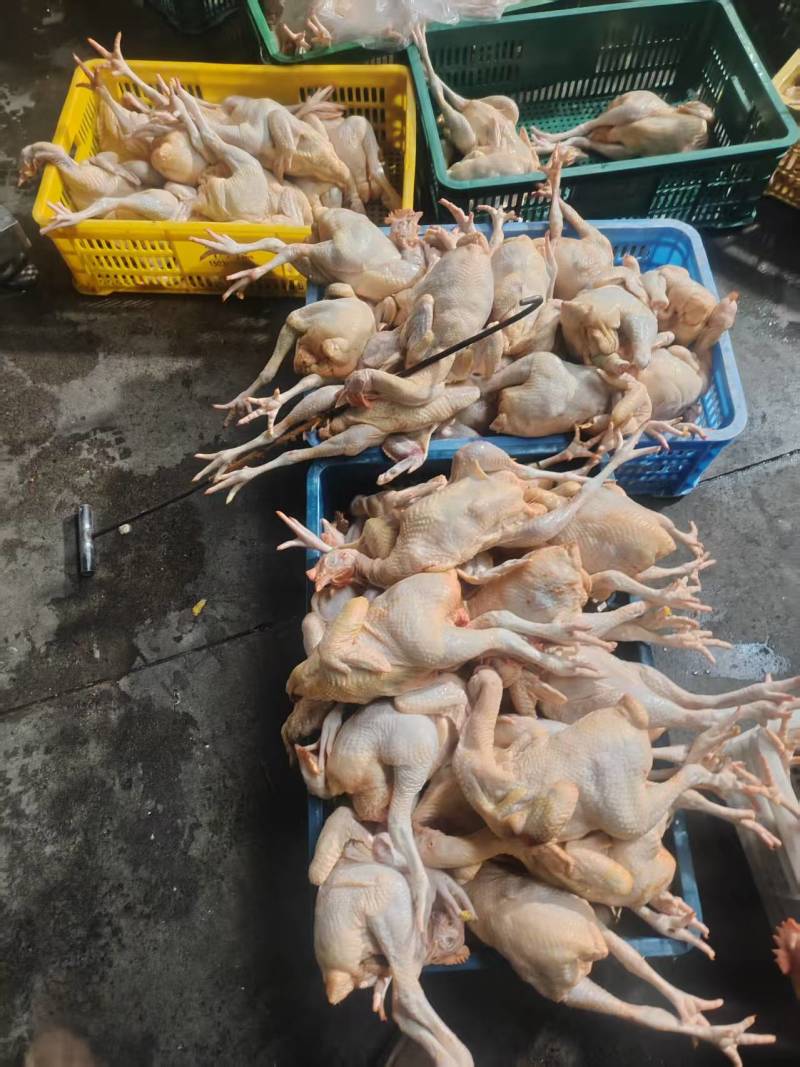 白条鸭大量供应可视频看货欢迎来电采购洽谈对接各大市场商