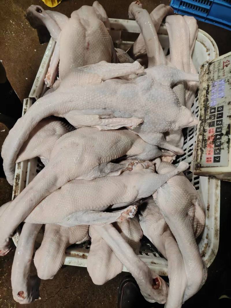白条鸭大量供应可视频看货欢迎来电采购洽谈对接各大市场商