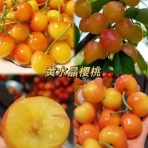 黄蜜大量供应8年代办经验万亩樱桃园可实地考察看货欢迎私聊