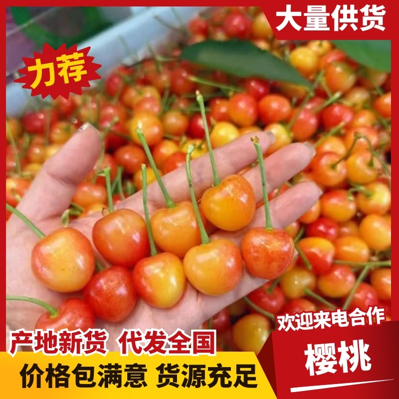 黄蜜大量供应8年代办经验万亩樱桃园可实地考察看货欢迎私聊