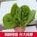 豆腐菜木耳菜