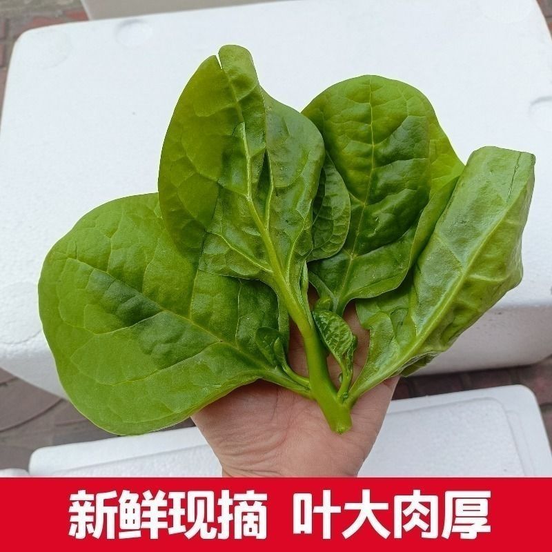 豆腐菜木耳菜