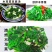 豆腐菜木耳菜