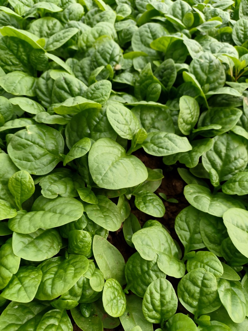 豆腐菜木耳菜