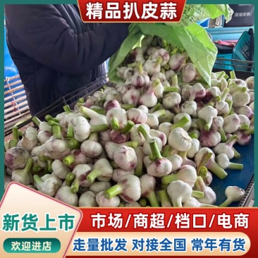 周口淮阳扒皮蒜大量供应市场电商糖蒜厂保证质量