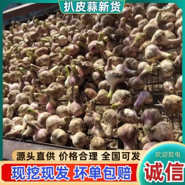周口大蒜，淮阳鲜蒜大量上市，支持发市场一件代发，社区团购