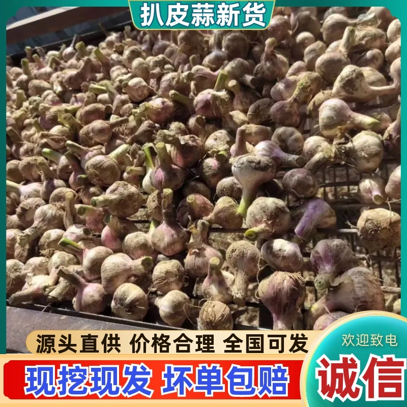 周口大蒜，淮阳鲜蒜大量上市，支持发市场一件代发，社区团购