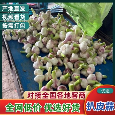 周口扒皮鲜蒜大量上市发市场酱菜厂实力代办保证质量