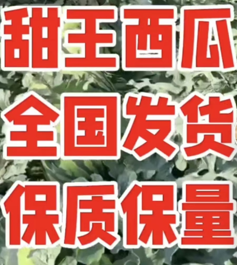甜王西瓜/8斤打底/糖度13+/全国发货/包熟送货到家