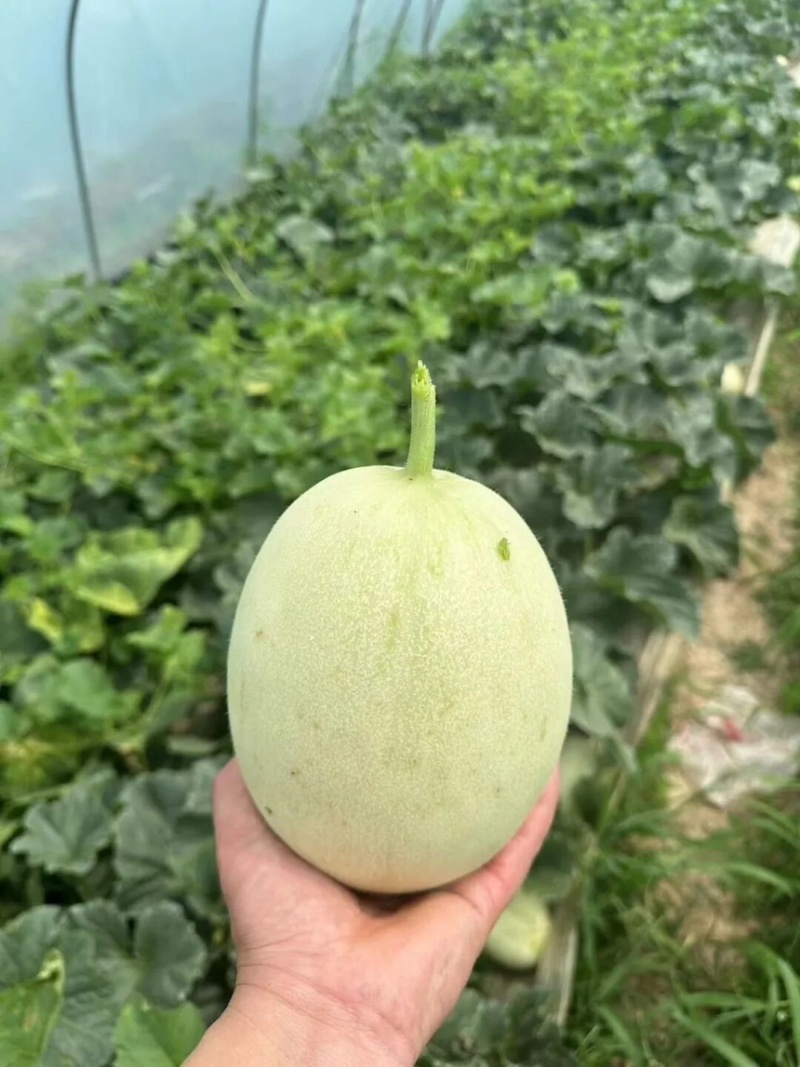 甜瓜玉菇甜瓜鲜甜爆汁果肉翠绿支持一件代发电商商超