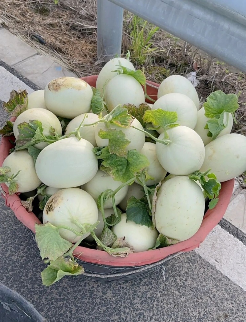 甜瓜玉菇甜瓜鲜甜爆汁果肉翠绿支持一件代发电商商超