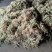 水苔干货/厂家直发/货源充足/大量有货/欢迎选购