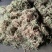 水苔干货/厂家直发/货源充足/大量有货/欢迎选购