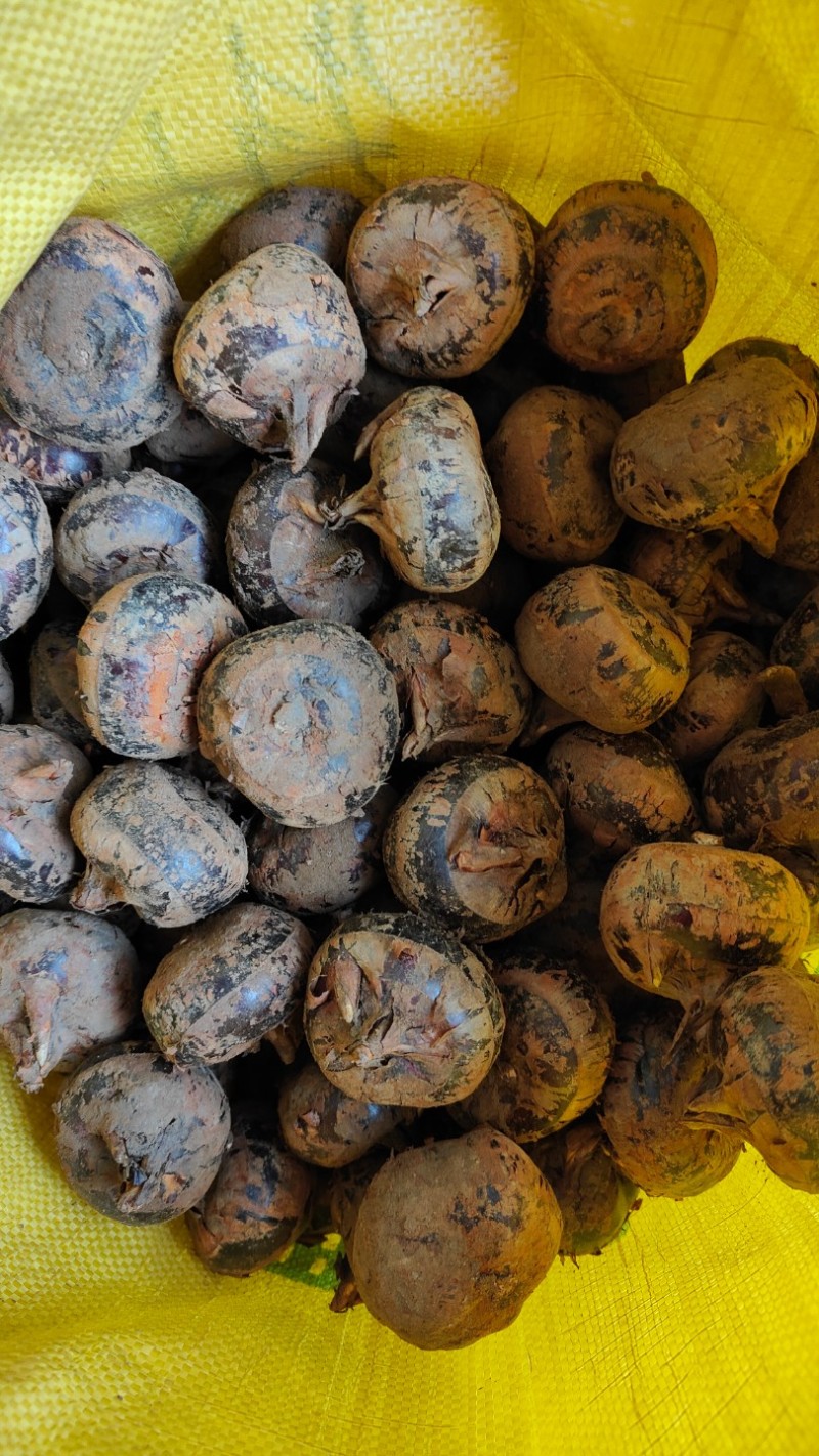 广西荔浦新鲜优质马蹄茡荠鲜甛可口汁水丰满内质白嫩色泽鲜红