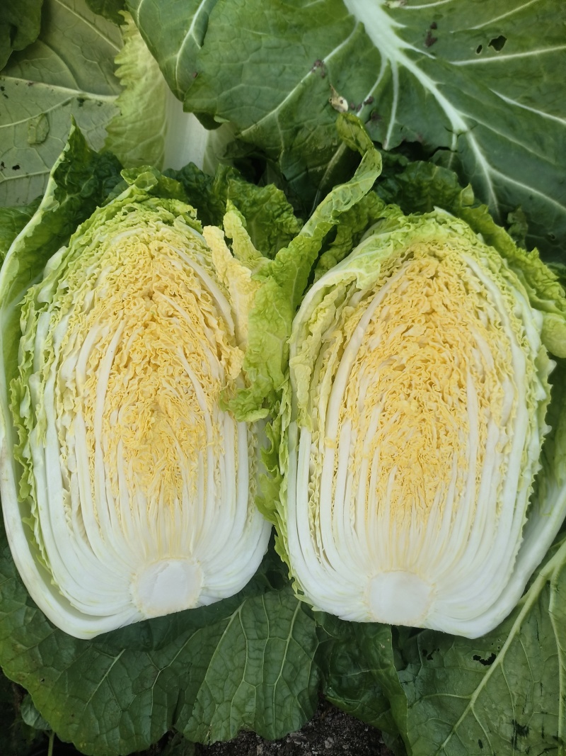 河南夏邑万亩白菜基地，精品黄心菜，产地一手货源