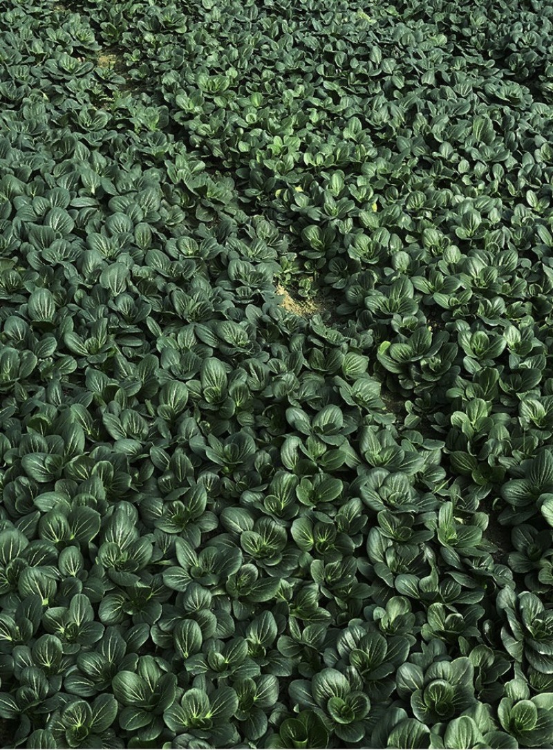 矮脚苏州束腰青梗菜种籽耐热耐寒叶片肥厚甜糯好吃青菜种籽