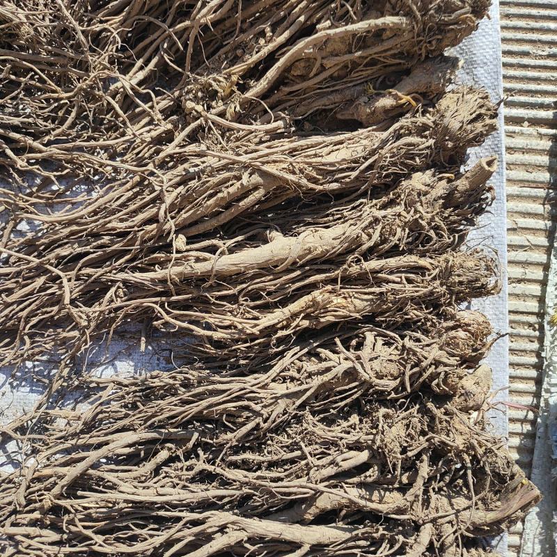 甘肃羌活产地直发货源充足规格齐全可视频看货欢迎下单