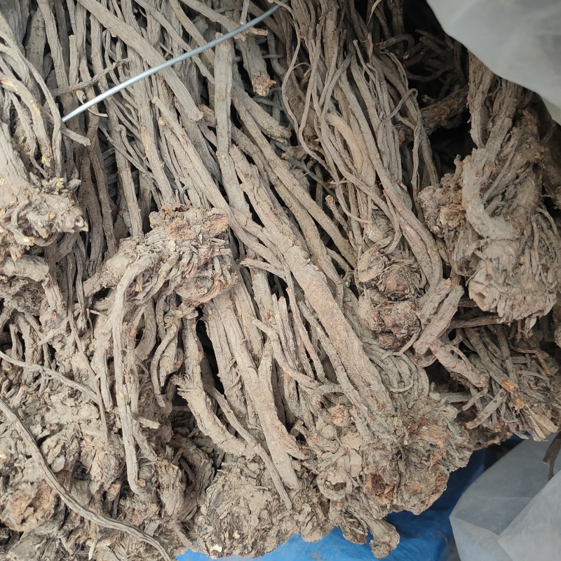 甘肃羌活产地直发货源充足规格齐全可视频看货欢迎下单