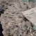 甘肃羌活产地直发货源充足规格齐全可视频看货欢迎下单