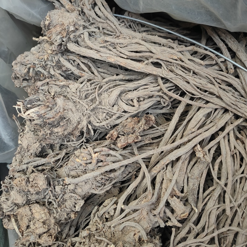 甘肃羌活产地直发货源充足规格齐全可视频看货欢迎下单
