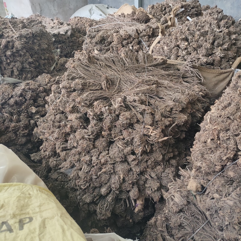 甘肃羌活产地直发货源充足规格齐全可视频看货欢迎下单