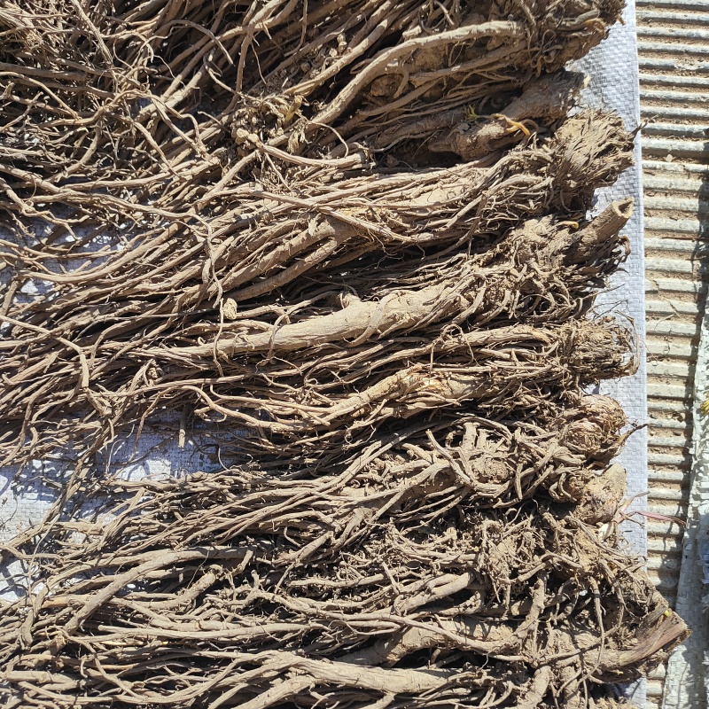 甘肃羌活产地直发货源充足规格齐全可视频看货欢迎下单