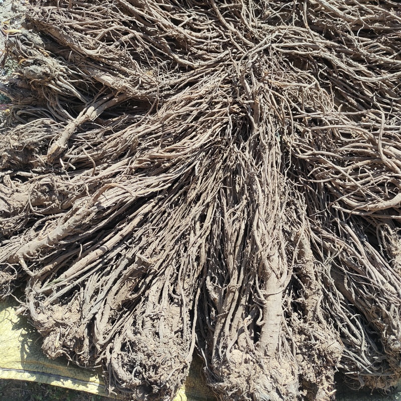 甘肃羌活产地直发货源充足规格齐全可视频看货欢迎下单