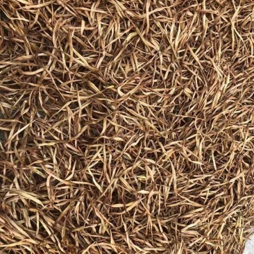 黄花菜干湖南祁东黄花菜之乡原产地直发农家新鲜金针菜煲汤