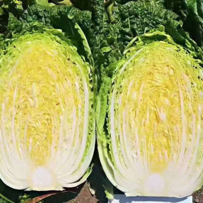 精品黄心大白菜