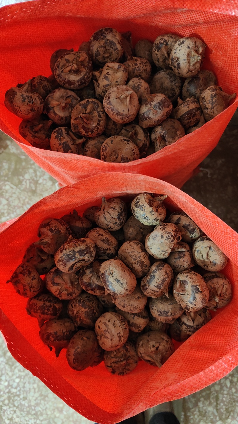 广西荔浦新鲜优质马蹄茡荠鲜甛可口汁水丰满内质白嫩色泽鲜红